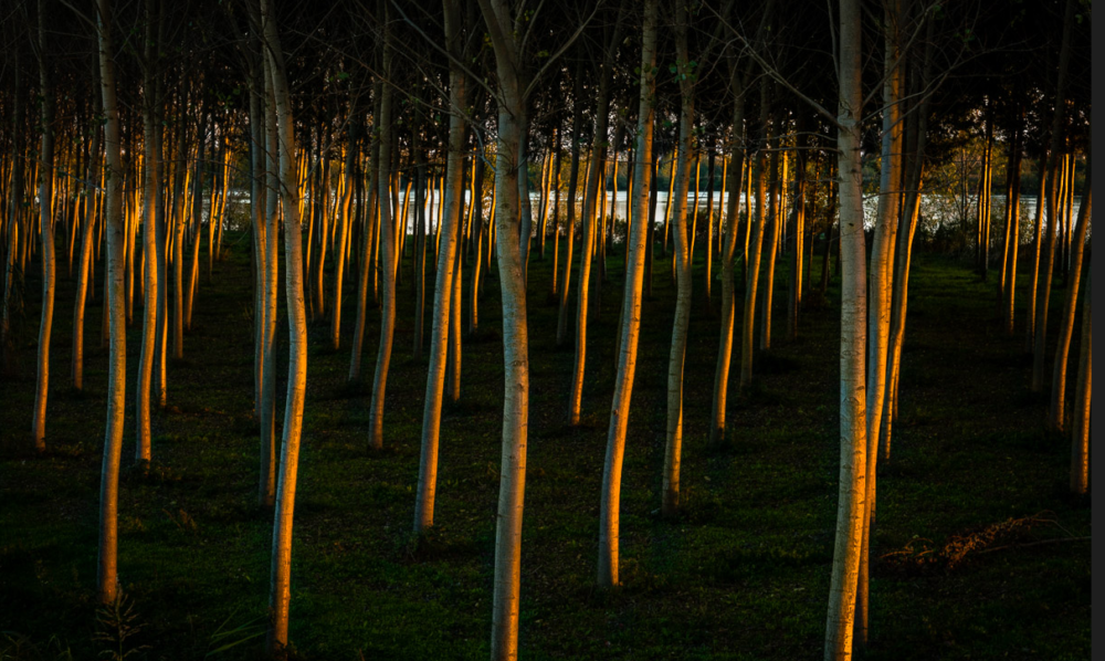 The Metamorphosis into poplar trees* The Heliades** weTree